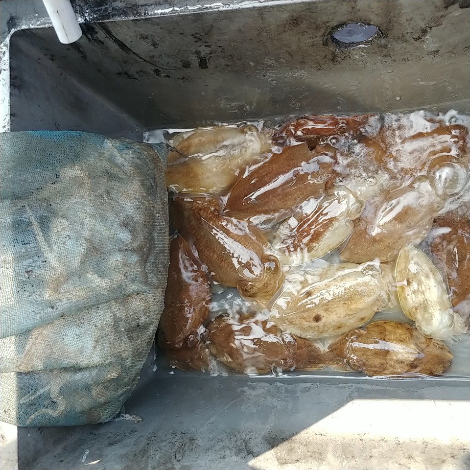 9월 28일 아라2호 주꾸미&갑오징어 조황