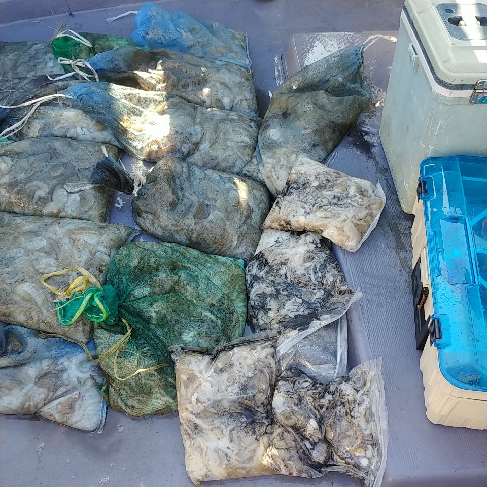 9월 24일 아라2호 쭈갑 망태기조황