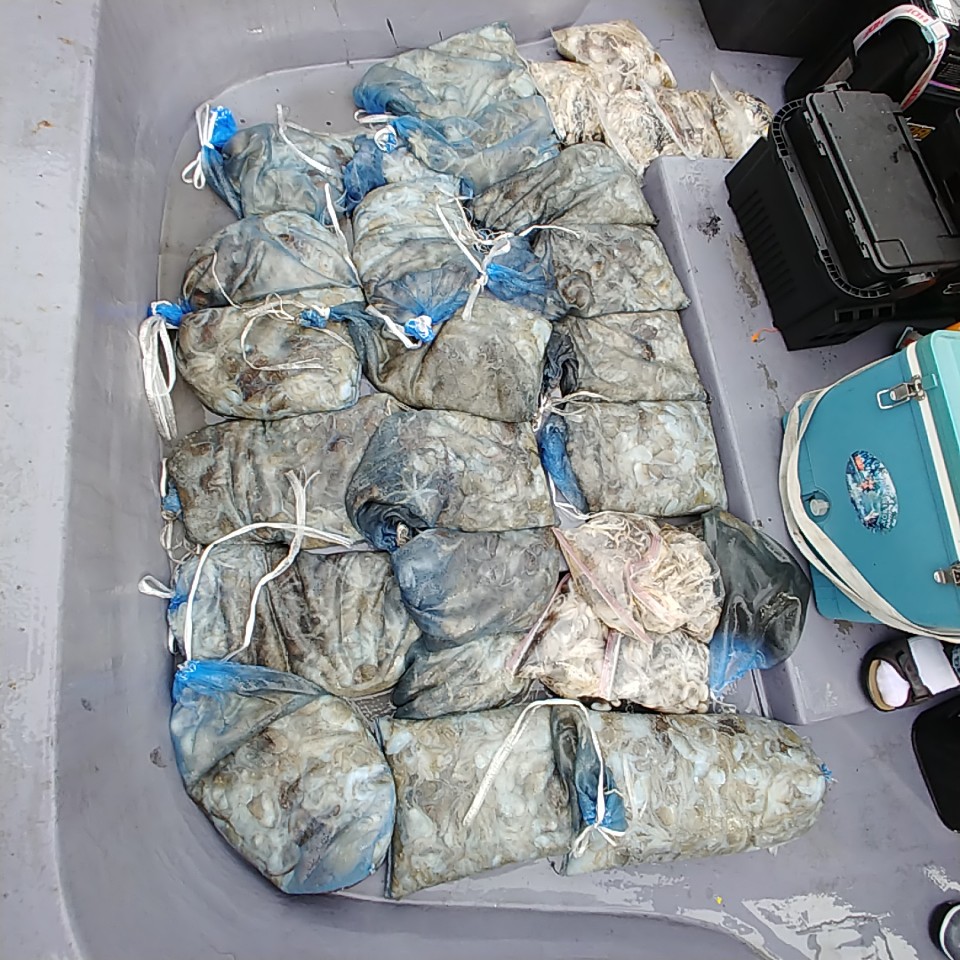 9월 25일 아라2호 망태기 조황