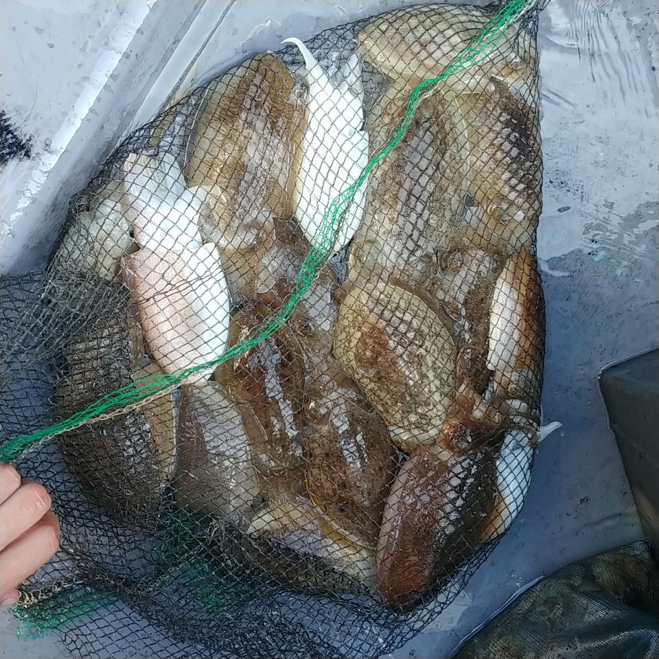 10월 11일 아라2호 갑오징어 망태기조황^^