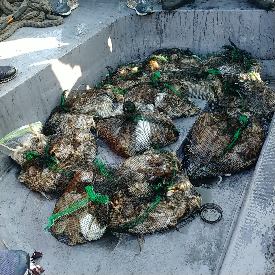 10월 24일 아라2호 갑쭈 조황