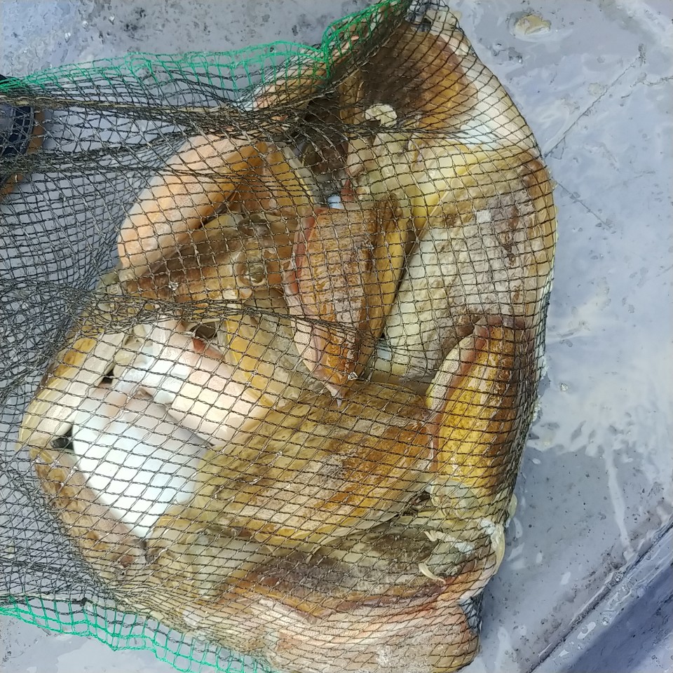 10월 18일 아라2호 갑오징어 조황(5명출조)