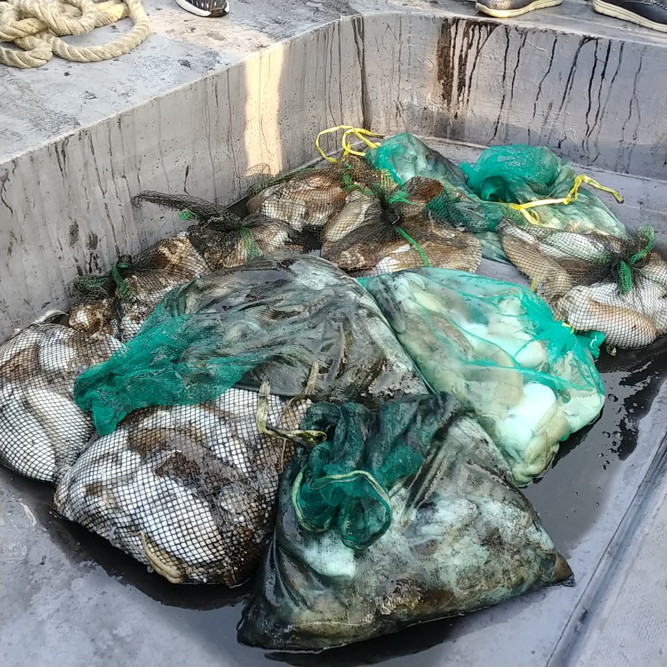 10월 21일 아라2호 갑오징어  망태기 조황