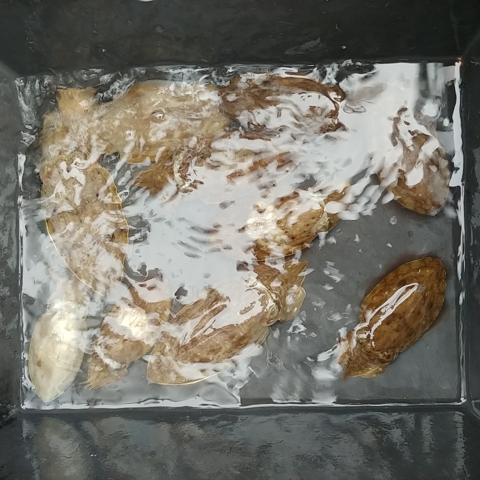 10월 10일 아라2호 주꾸미&갑오징어 조황