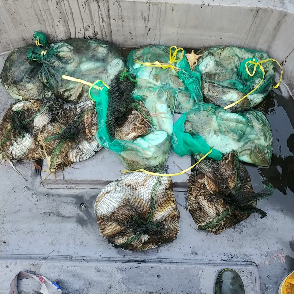 10월 22일 아라2호 갑오징어 조황