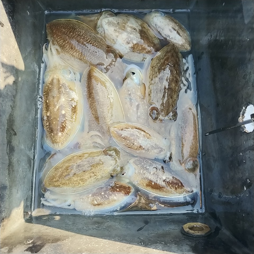 10월 15일 아라2호 갑오징어 조황