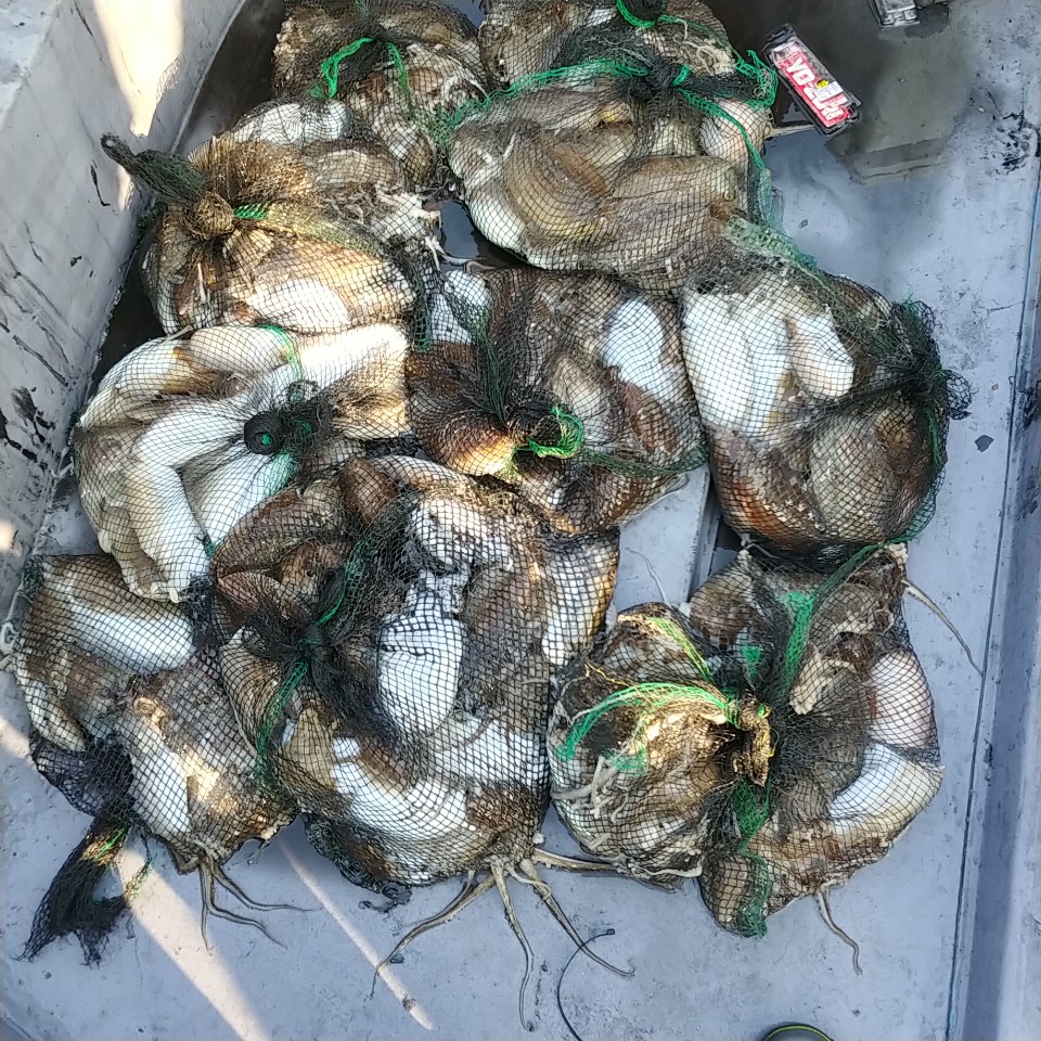 10월 20일 아라2호 갑오징어 망태기조황