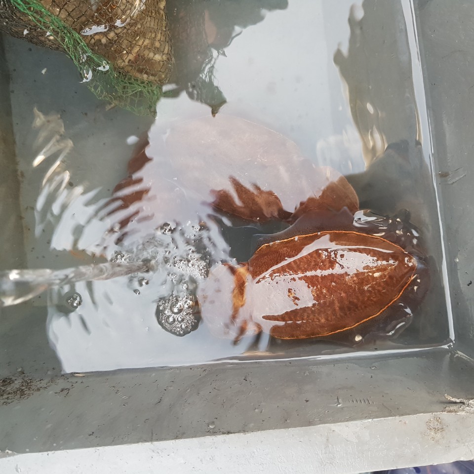 11월 23일 아라2호 쭈갑 조황