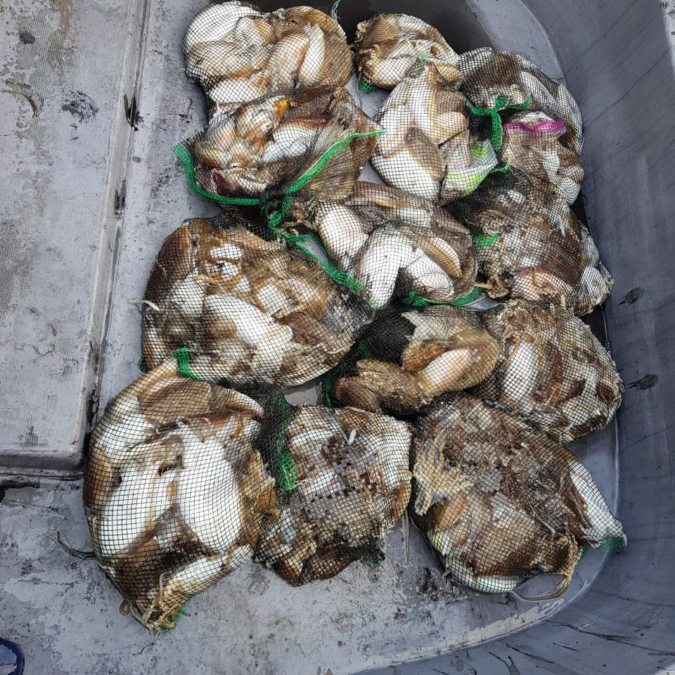 11월 3일 아라2호 갑오징어&주꾸미 조황