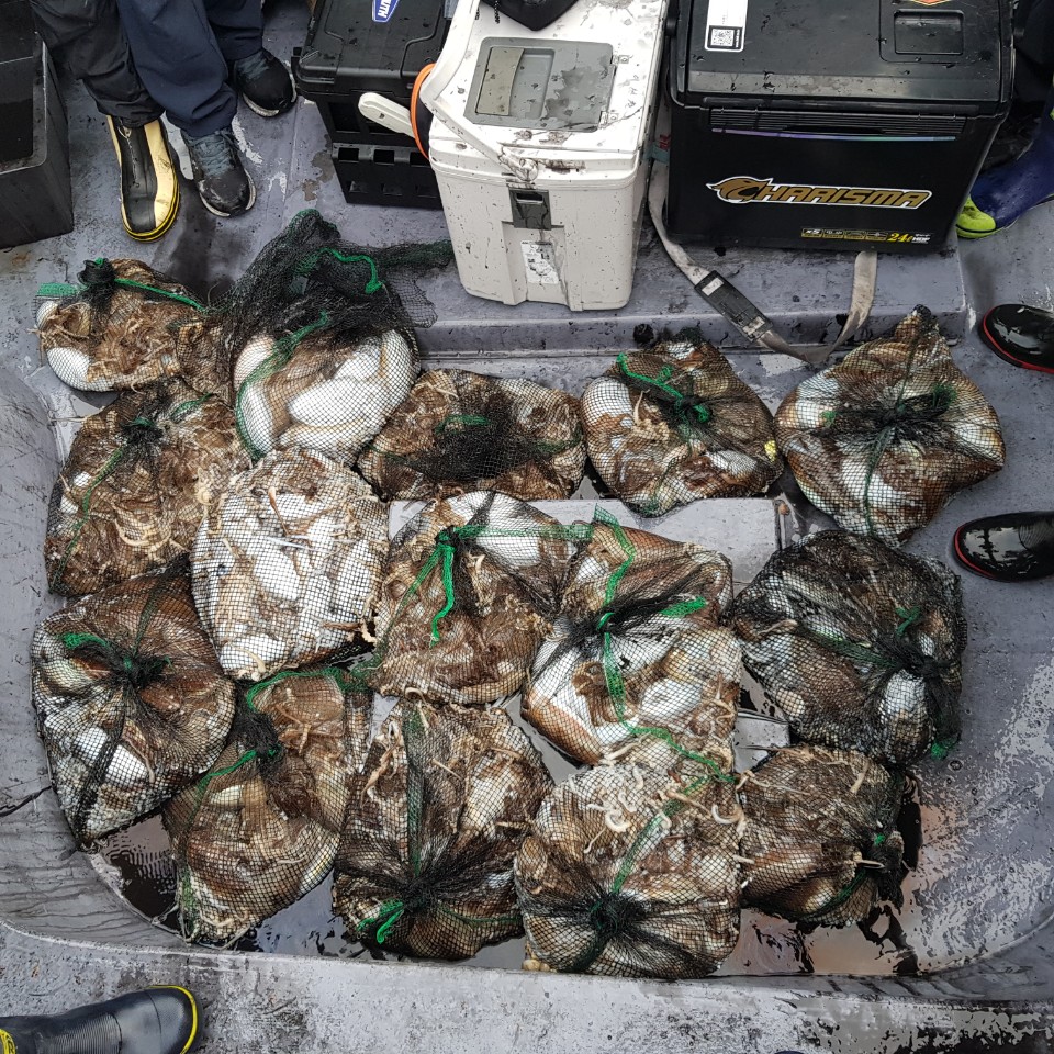 11월 6일 아라2호 갑이 망태기 조황(feat.주꾸미)