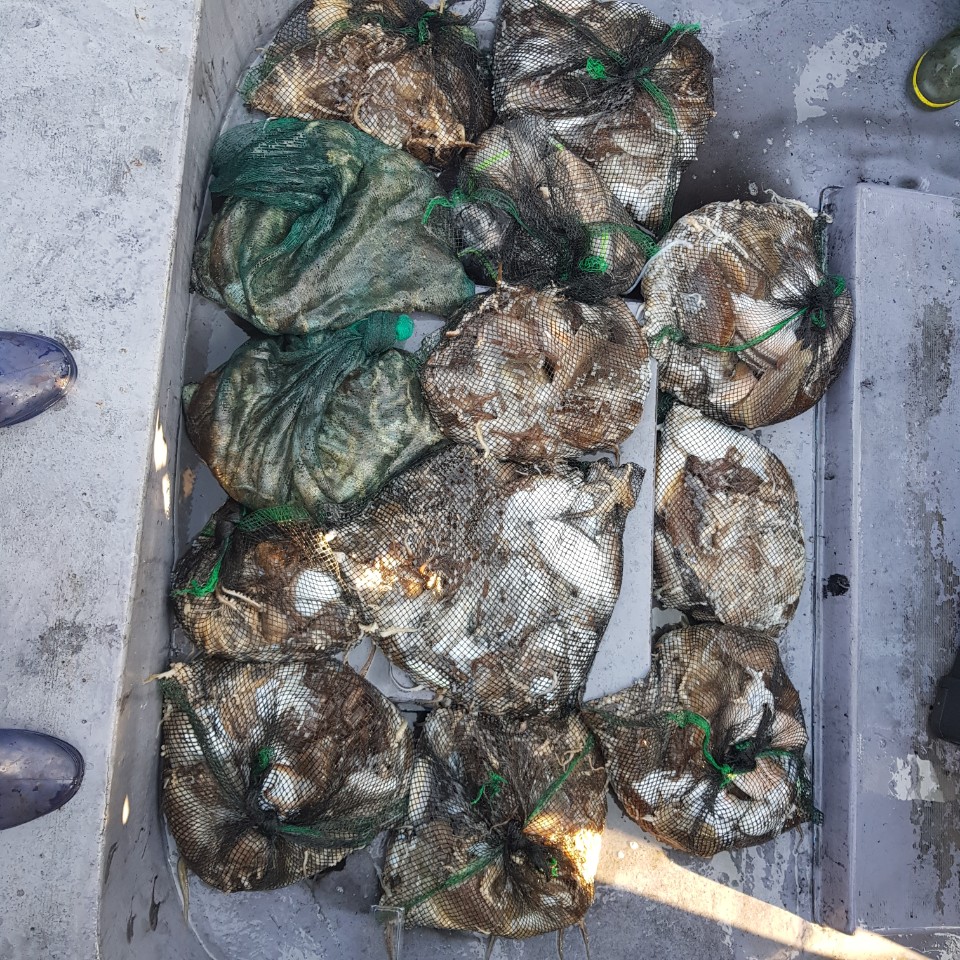 11월 5일 아라2호 갑이 망태기 조황