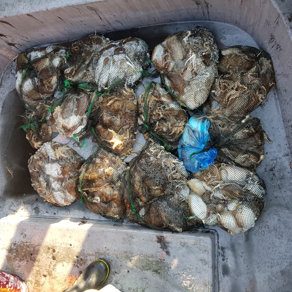 11월 4일 아라2호 갑오징어 조황