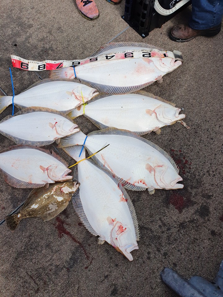 [아라2호] 4월 18일 대광어조황 1부