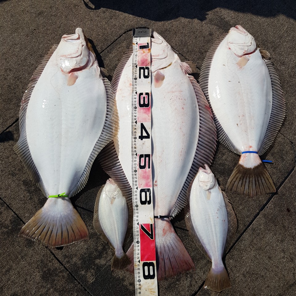 [아라2호] 4월 26일 대광어 탐사조황