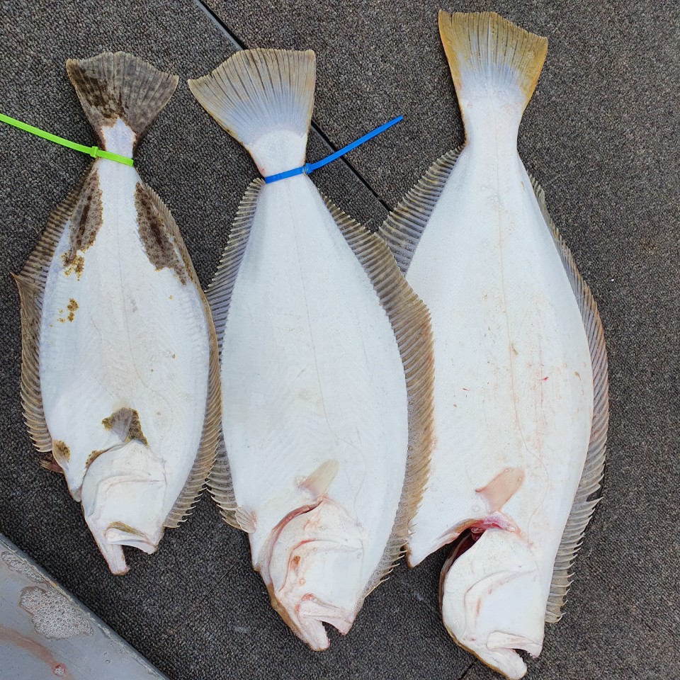 [아라2호] 4월 19일 아라2호 대광어탐사 조황