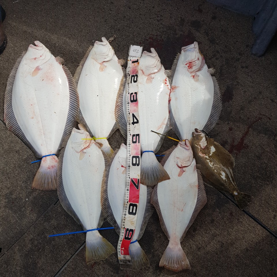 [아라2호] 4월 18일 대광어조황 (8짜있어염^^)