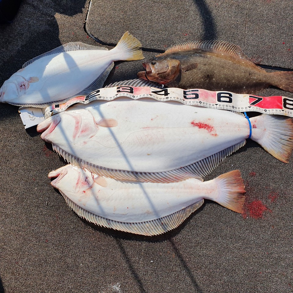 [아라2호] 4월 28일 대광어탐사조황