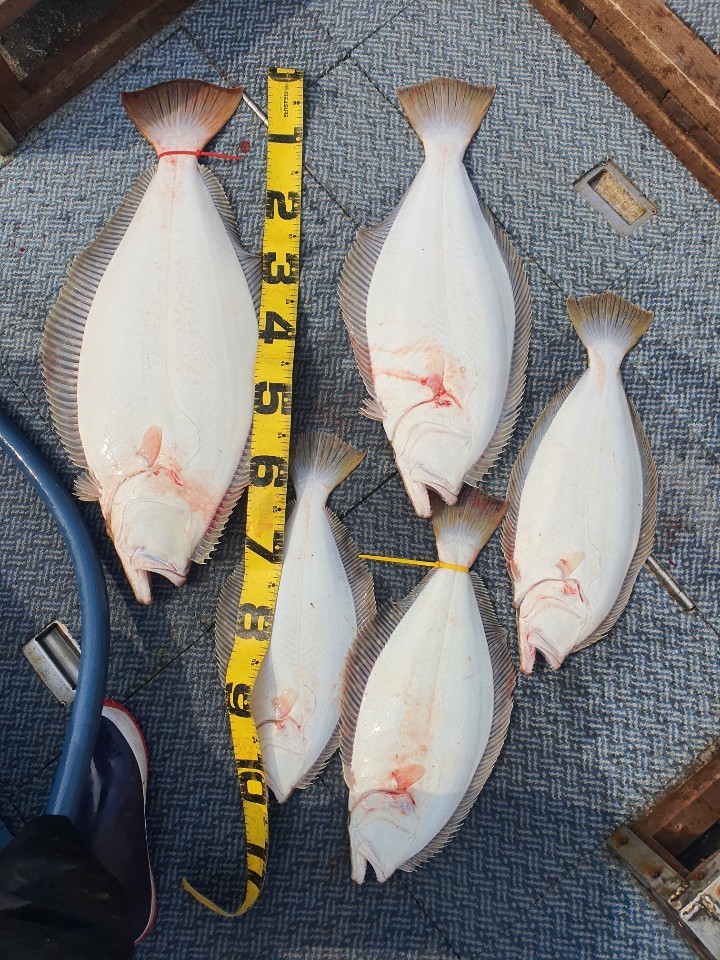 [아라호] 4월 30일 대광어탐사 조황