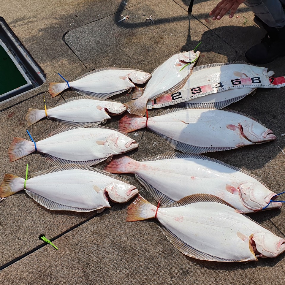 [아라2호] 5월 1일 대광어 조황