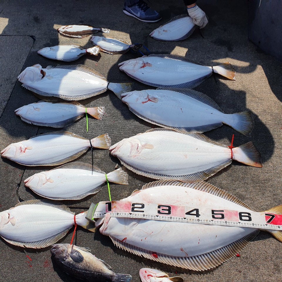 [아라2호] 5월 4일 대광어조황