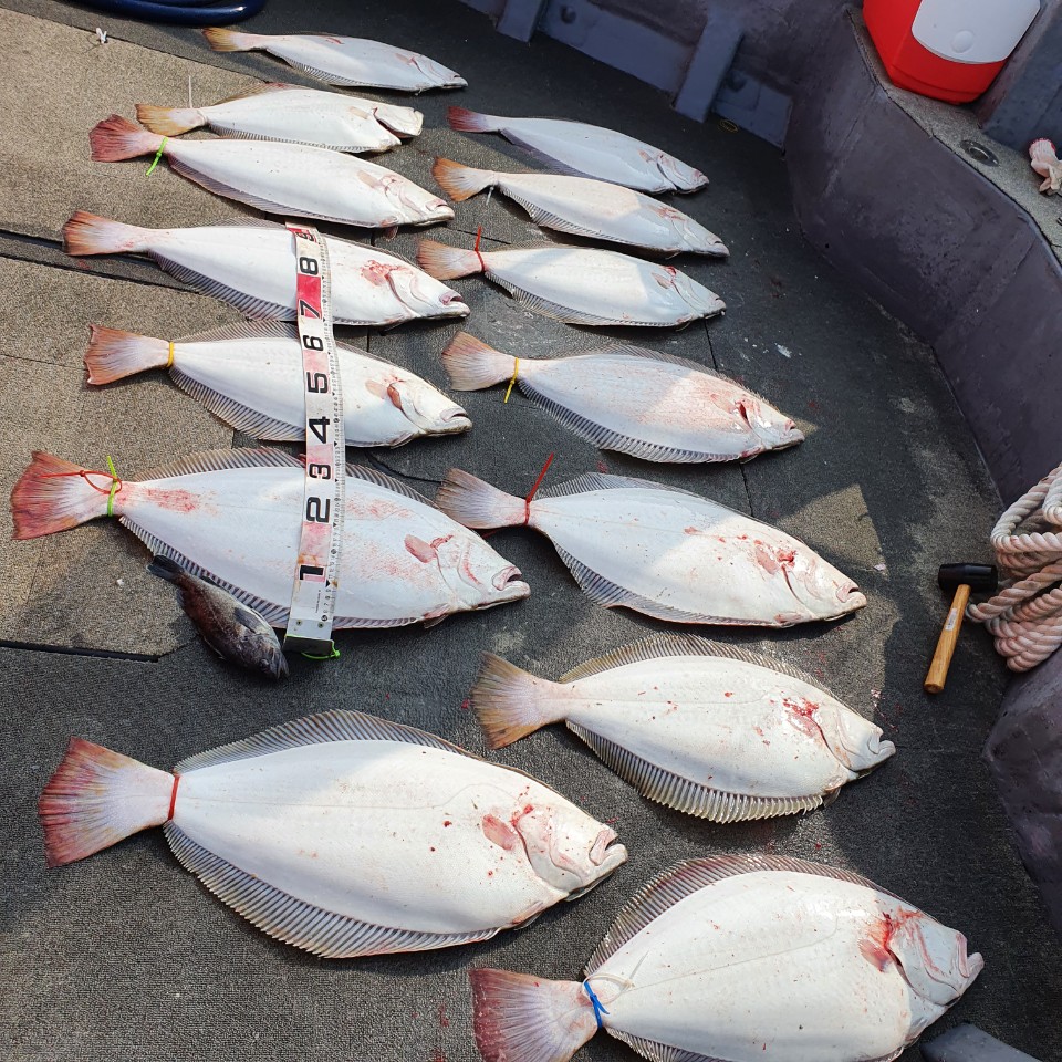 [아라2호] 5월 17일 대광어조황 (2부)