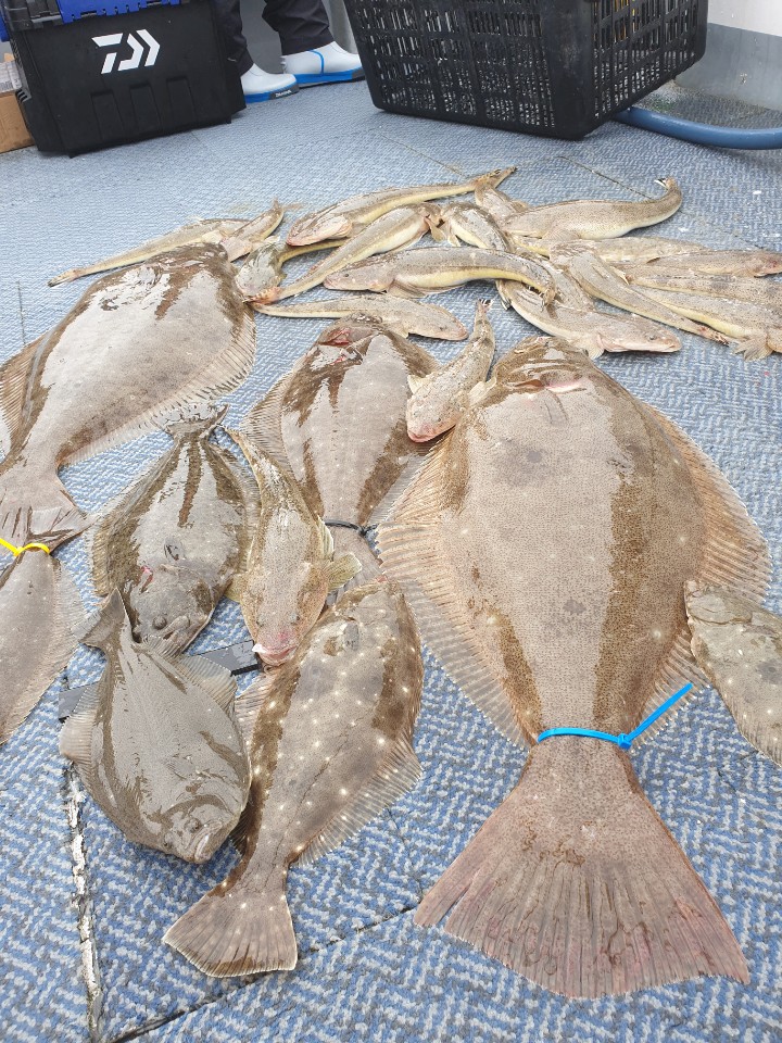 [아라호] 5월 16일 대광어 조황