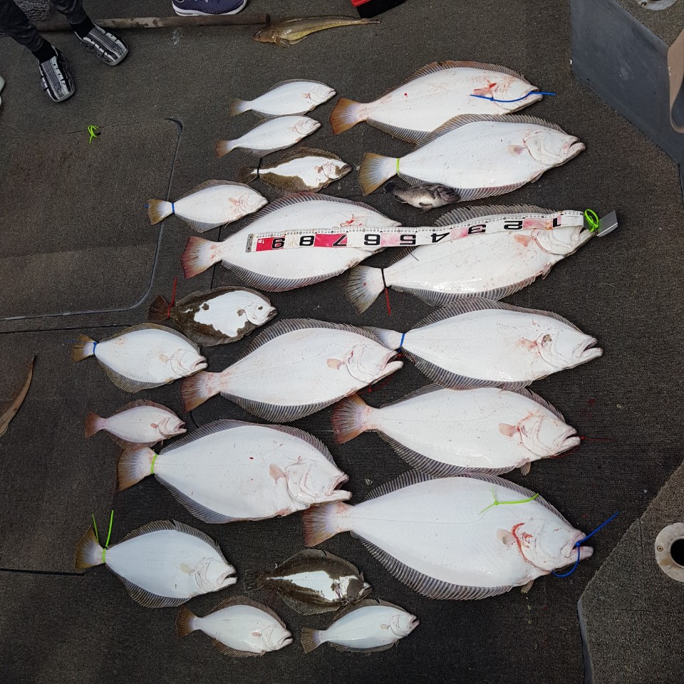 [아라2호] 5월 5일 대광어조황