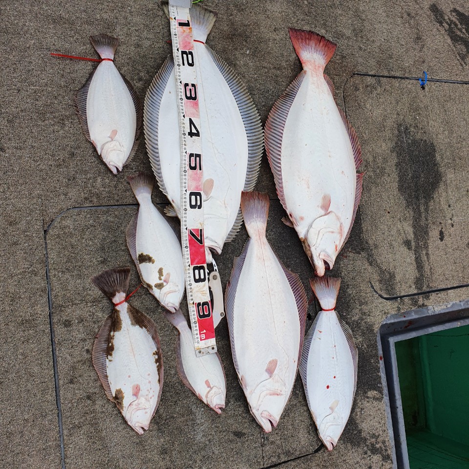 [아라2호] 5월 14일 대광어조황 (4인출조)