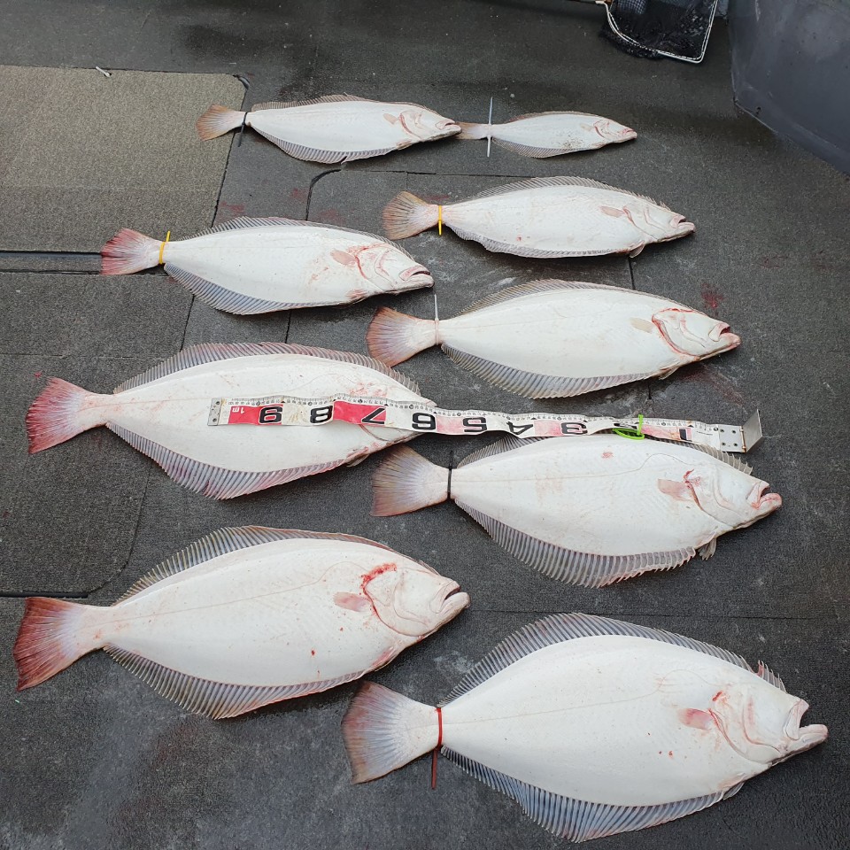 [아라2호] 5월 18일 대광어조황 (10명출조)