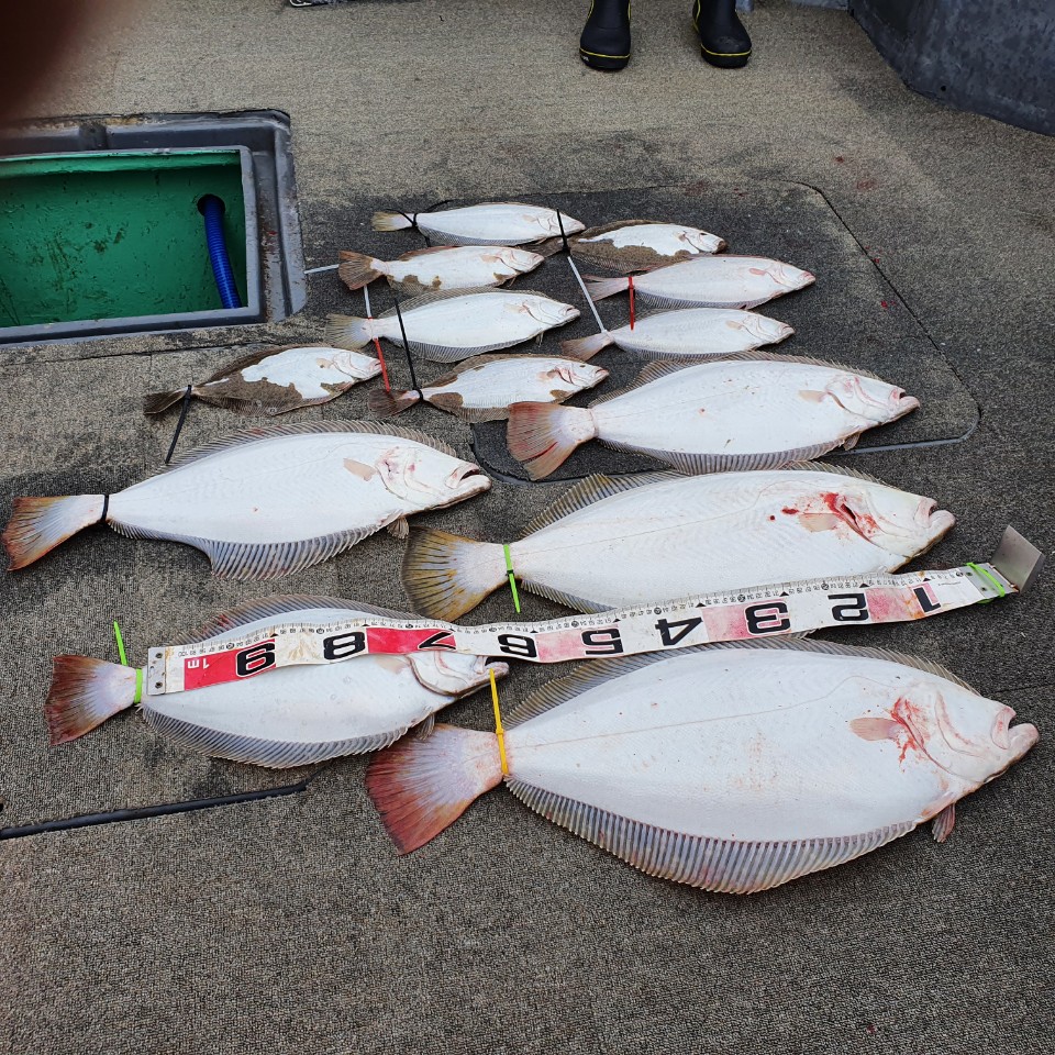 [아라2호] 5월 16일 대광어 조황