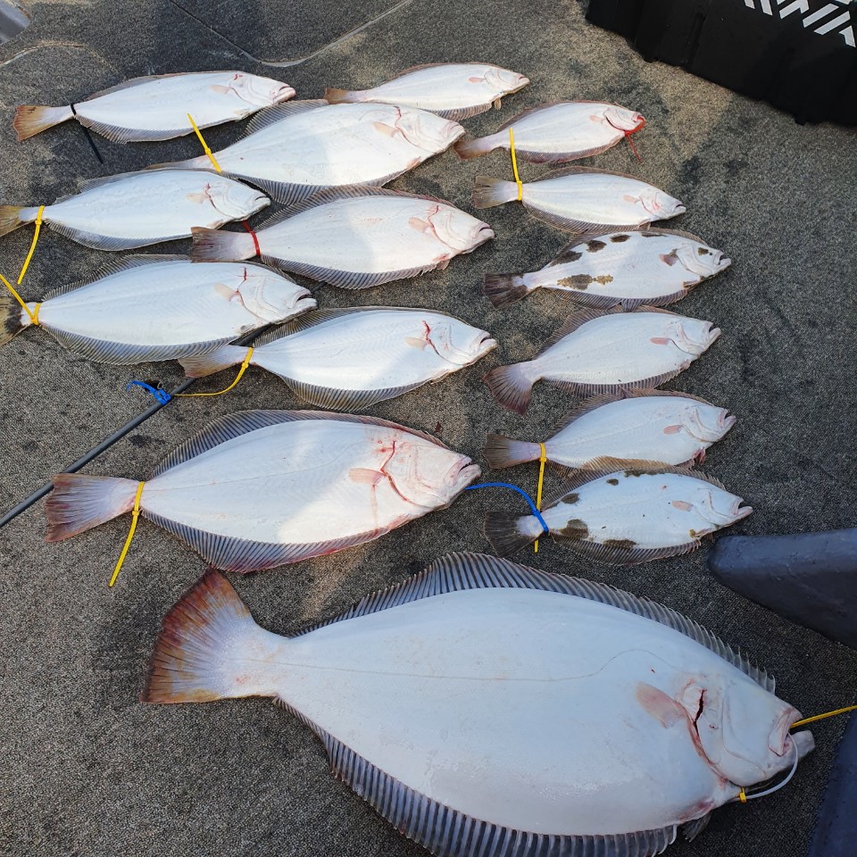 [아라2호] 5월 10일 대광어 조황