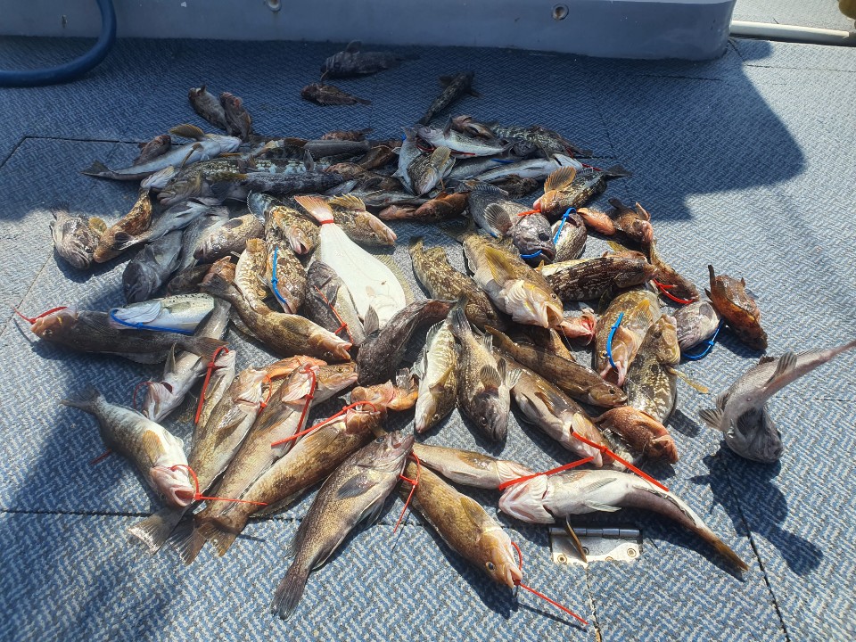 [아라호] 6월 28일 먼바다 외수질 출조