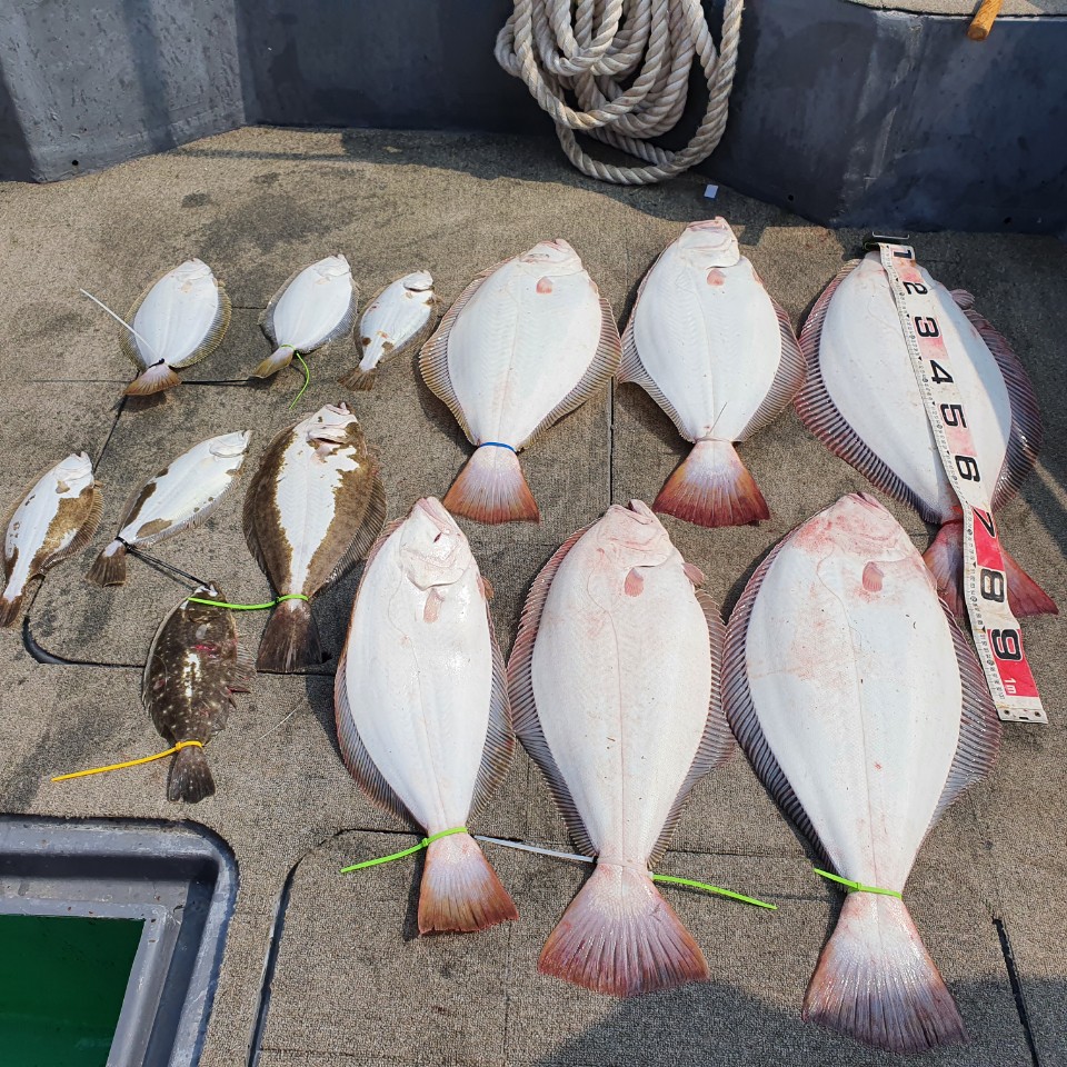 [아라2호] 6월6일 대광어조황