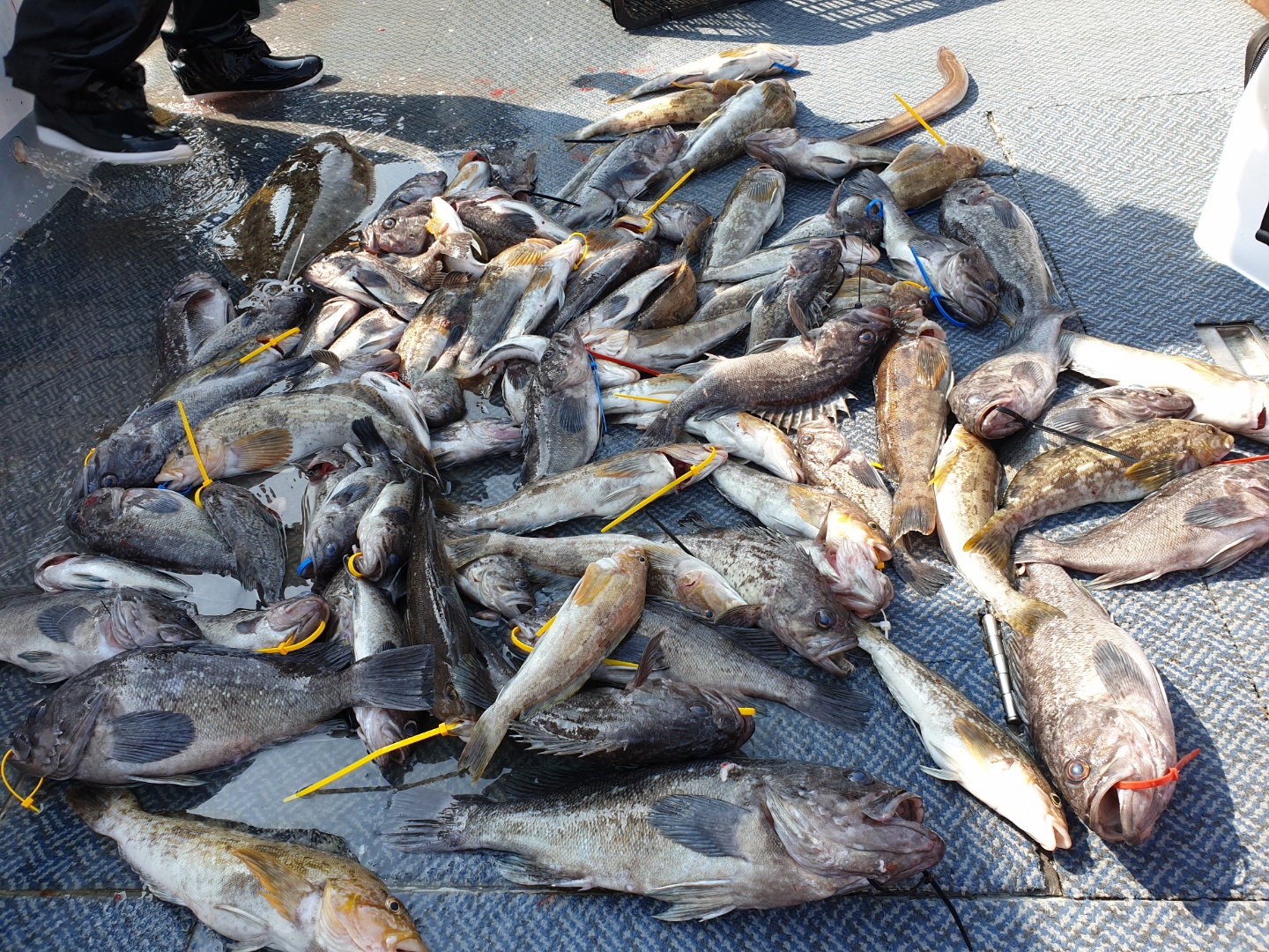 [아라호] 6월 13일 먼바다 외수질 조황 (1부)