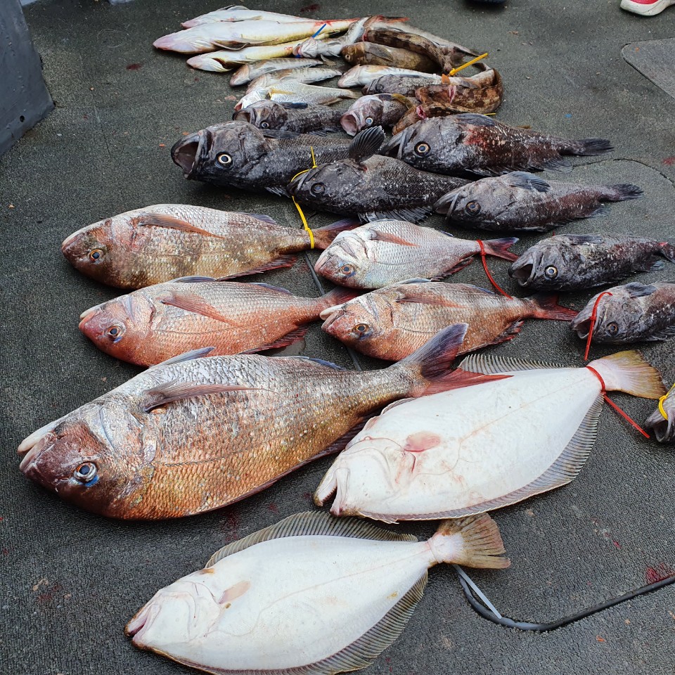 [아라2호] 7월 12일 참돔 타이라바 조황( 7명 조황 )