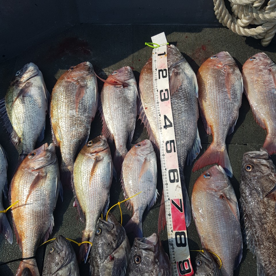 [아라2호] 7월 5일 참돔 타이라바 조황 (1)