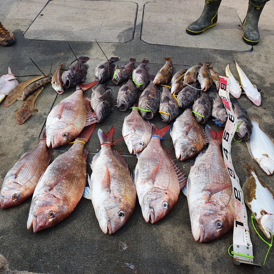 [아라2호] 7월 4일 참돔타이라바 조황