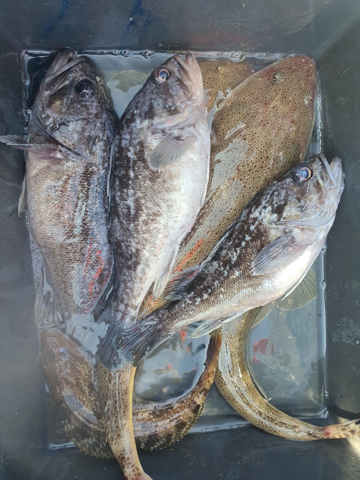 [아라호] 7월 15일 소수인원 외수질 조황