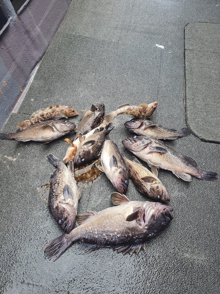 [아라2호] 7월10일 다잡아 외수질 조황