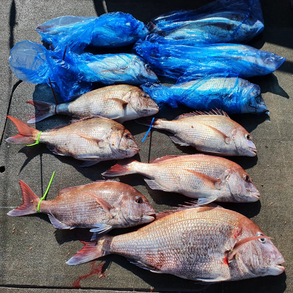 [아라2호] 8월 23일 참돔타이라바  조황