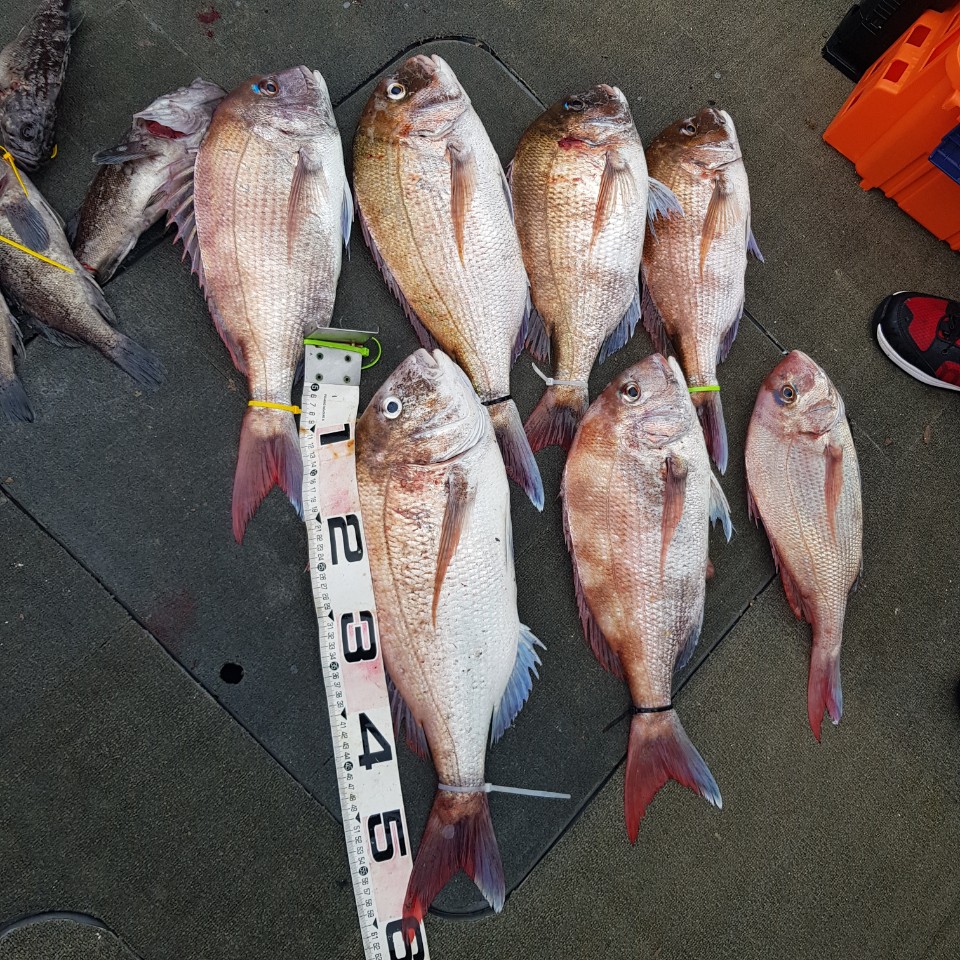 [아라2호] 8월 1일 참돔타이라바 조황(8명출조)