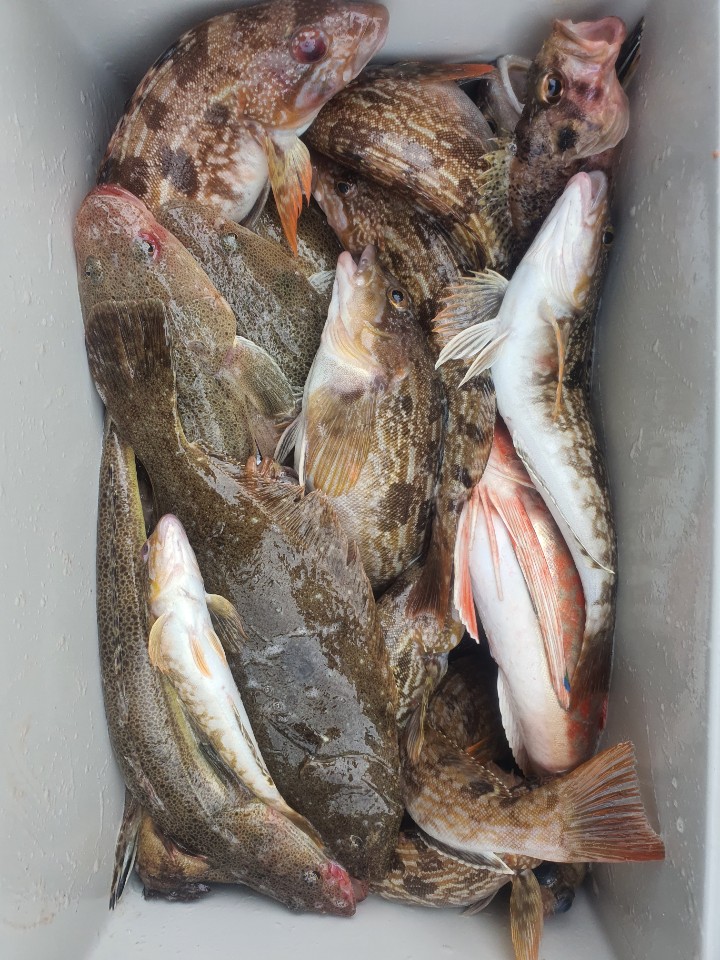 [아라호] 8월 1일 다잡아 외수질 출조