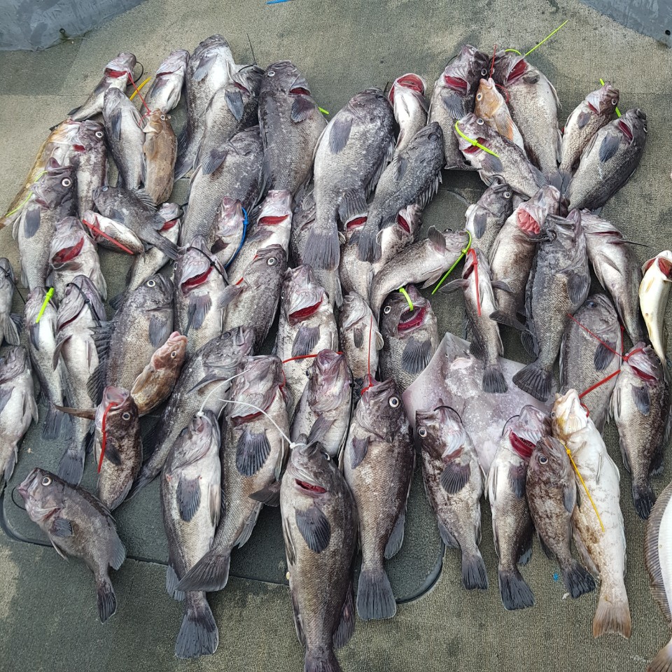 [아라2호] 8월 15일 어초, 장애물 다잡아 외수질