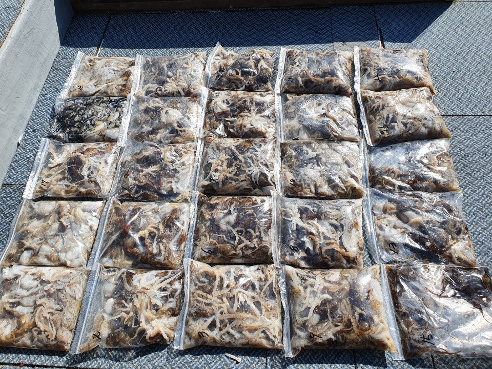 [아라호] 9월 25일 주꾸미 조황