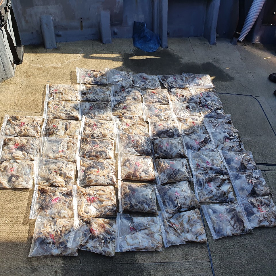 [아라2호] 9월 26일 주꾸미 조황