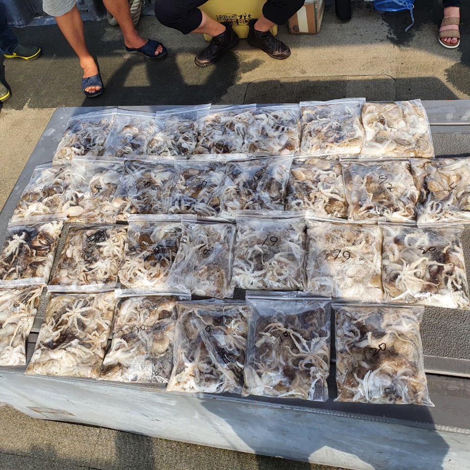 [아라2호] 9월 5일 주꾸미 조황