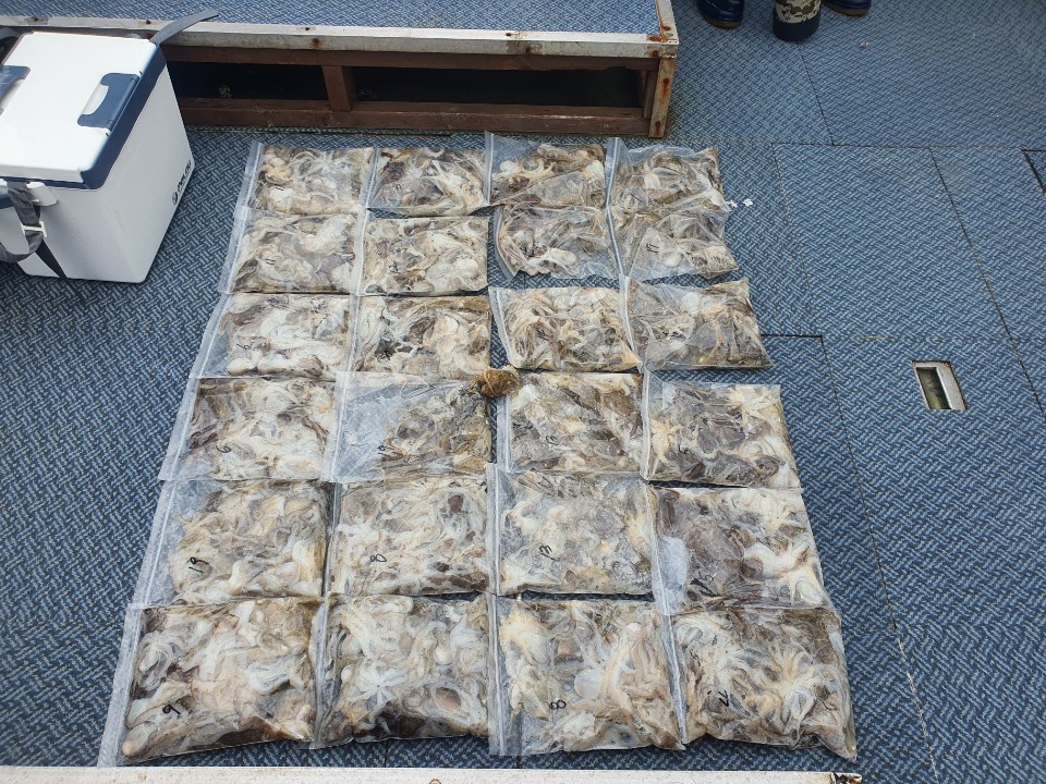 [아라호] 9월12일 주꾸미 조황