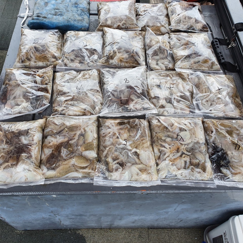 [아라2호] 9월 6일 주꾸미 조황