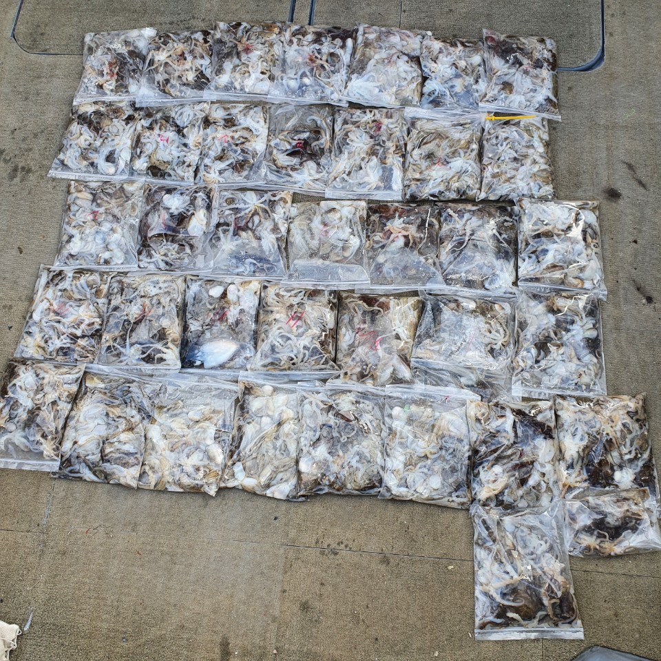 [아라2호] 9월 24일 주꾸미 조황