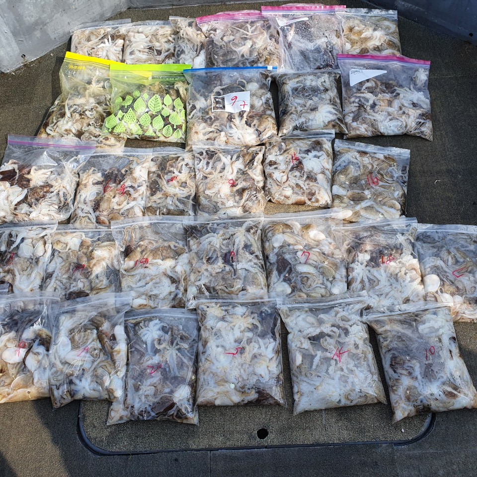 [아라2호] 9월 14일 주꾸미 조황